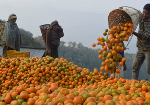 सुन्तला बगैँचामा किराको प्रकोप