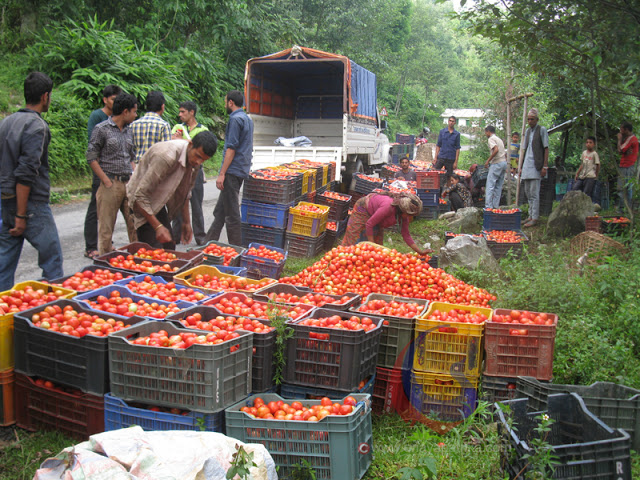 Tarkari NIryaat