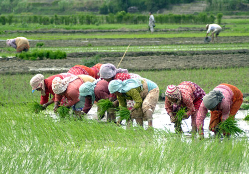 हालसम्मकै बढी क्षेत्रफलमा धान रोपाइँ