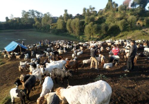 लमजुङ भेडाकाे मासुमा आत्मनिर्भर, वार्षिक १० करोडकाे व्यापार